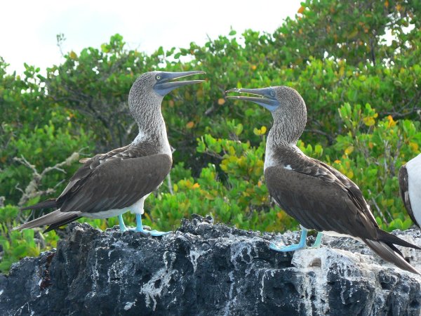 39- Couple de fous a pieds bleus 